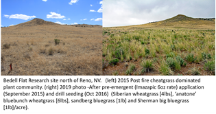 /ARSUserFiles/20600500/RangelandRehabiliatationLab/2024 range rehab files/before after Bedell Flat.png